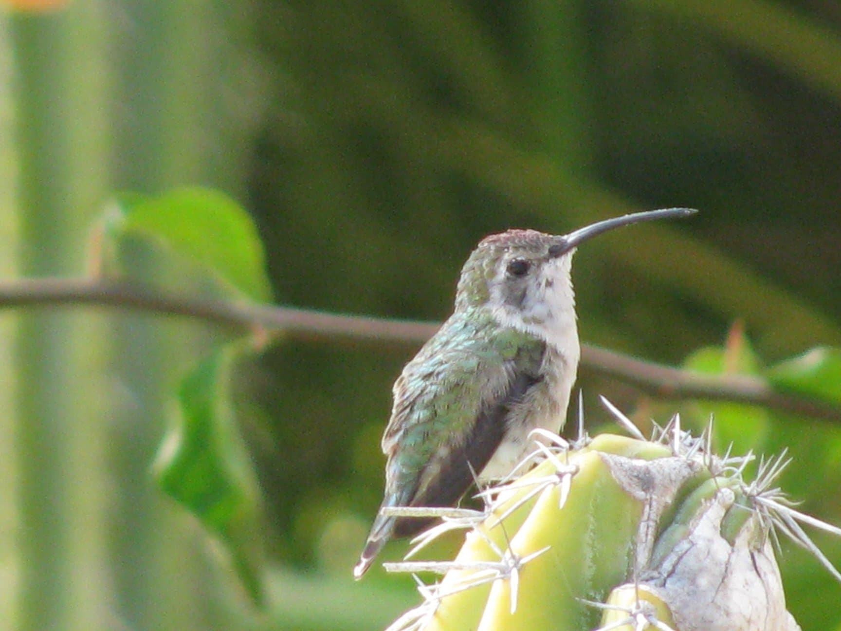 Hummingbird