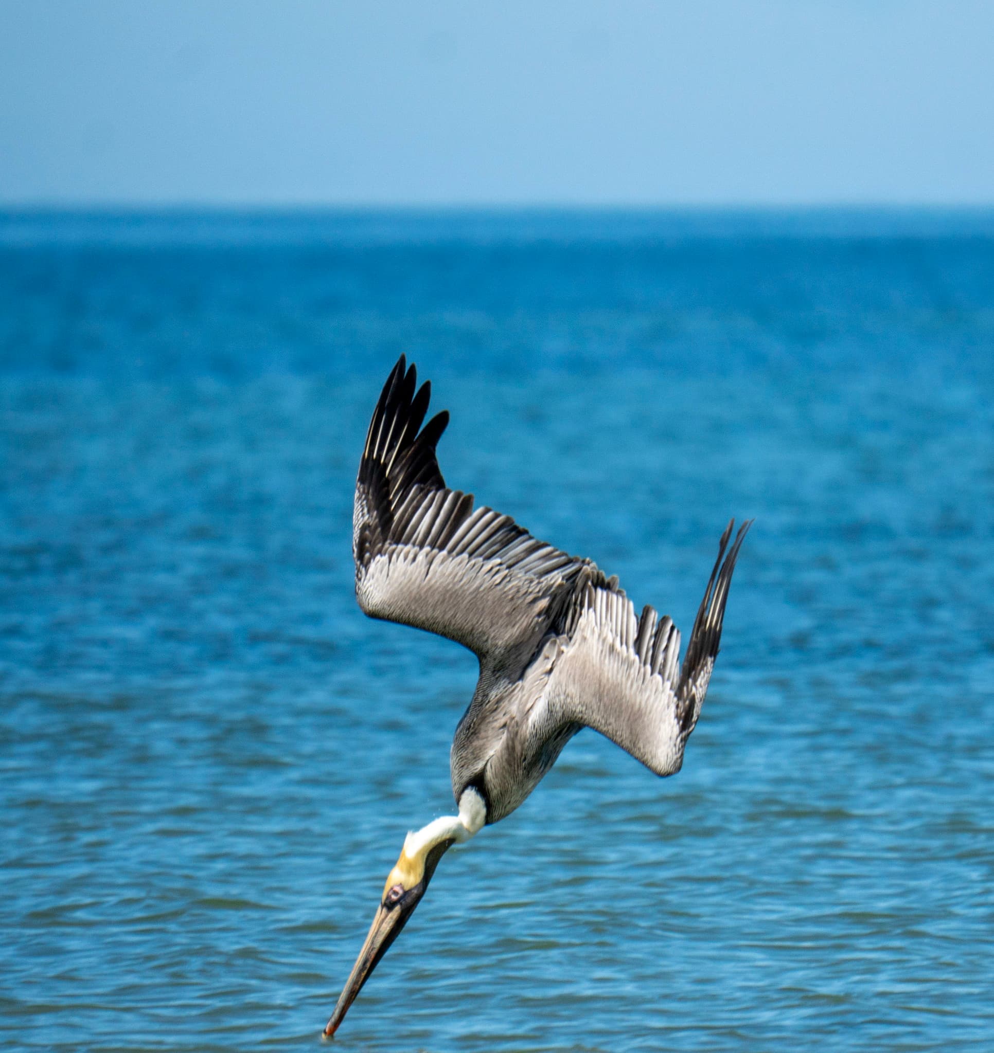 Brown pelican diving