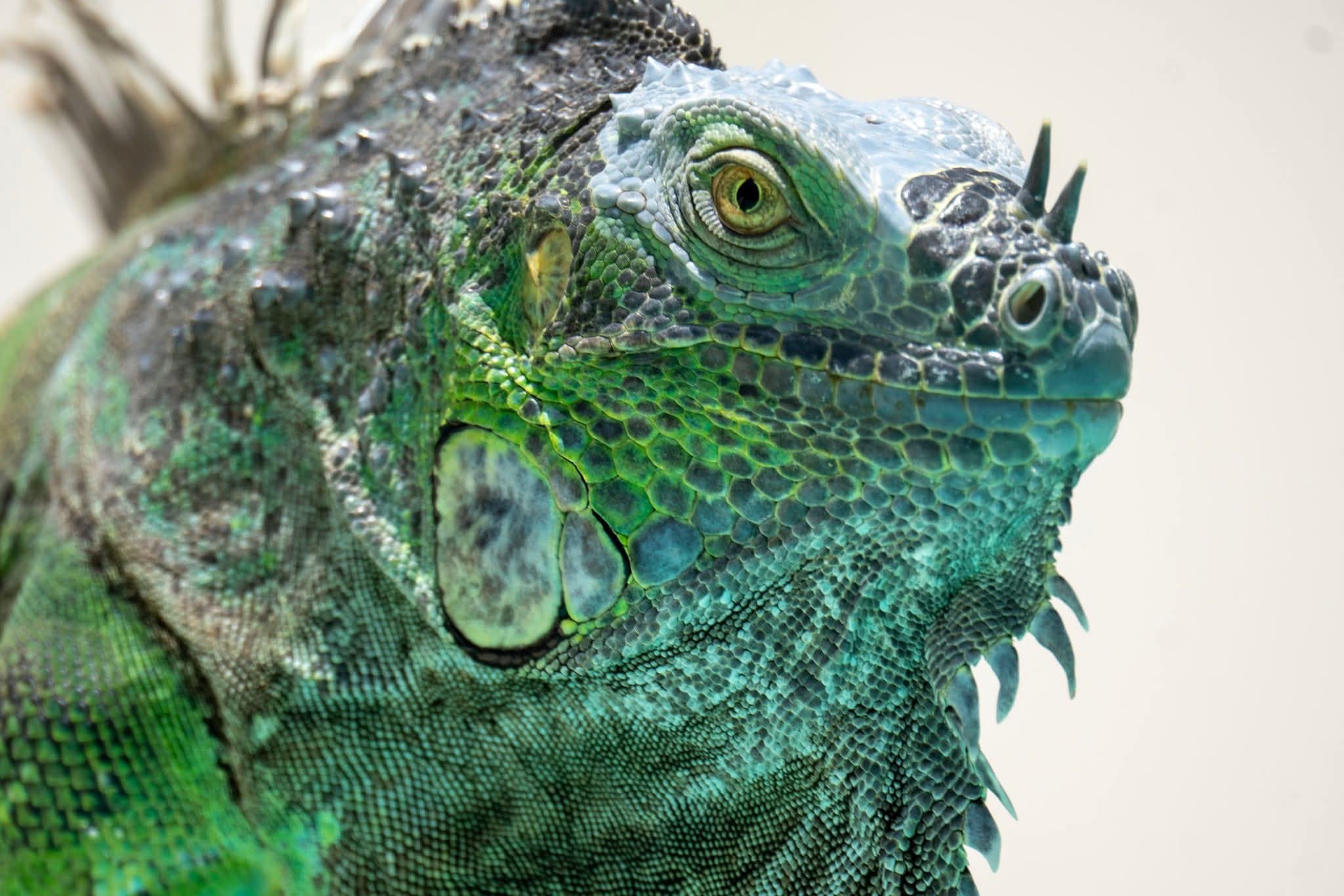 Green iguana