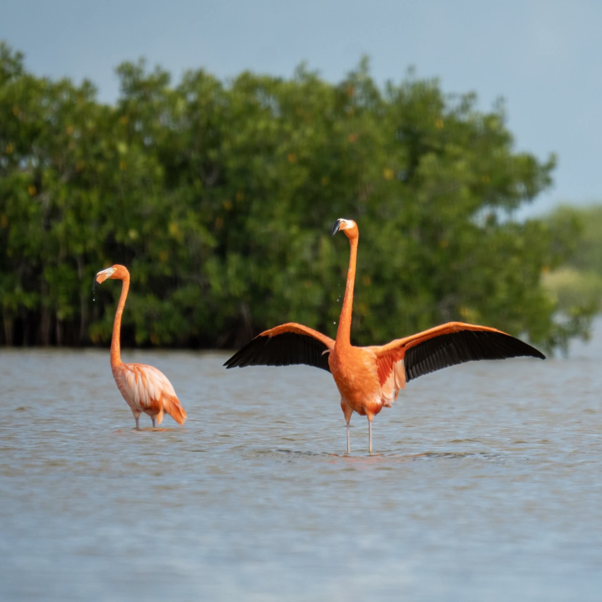 Flamingos in mangroves